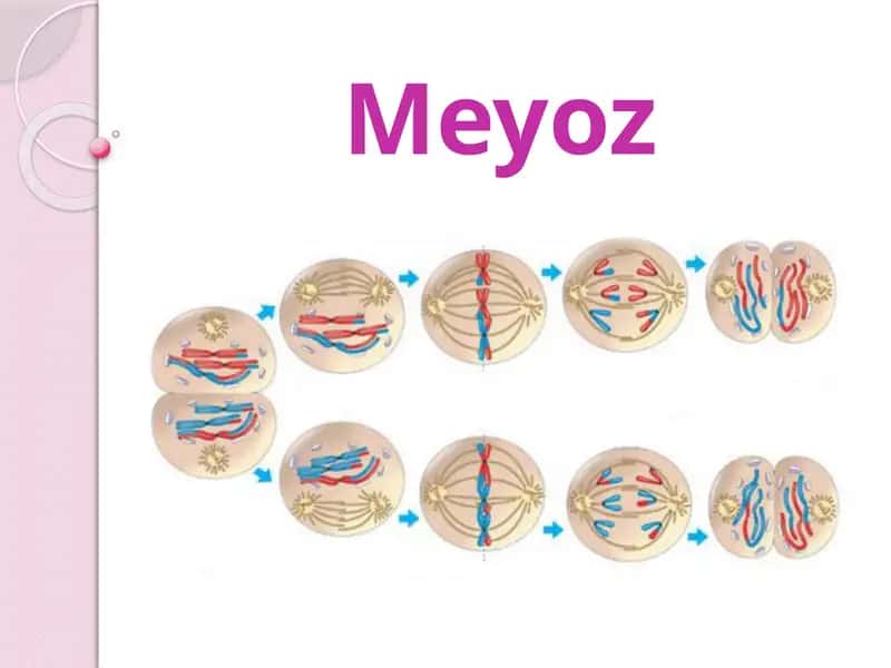 Meyoz