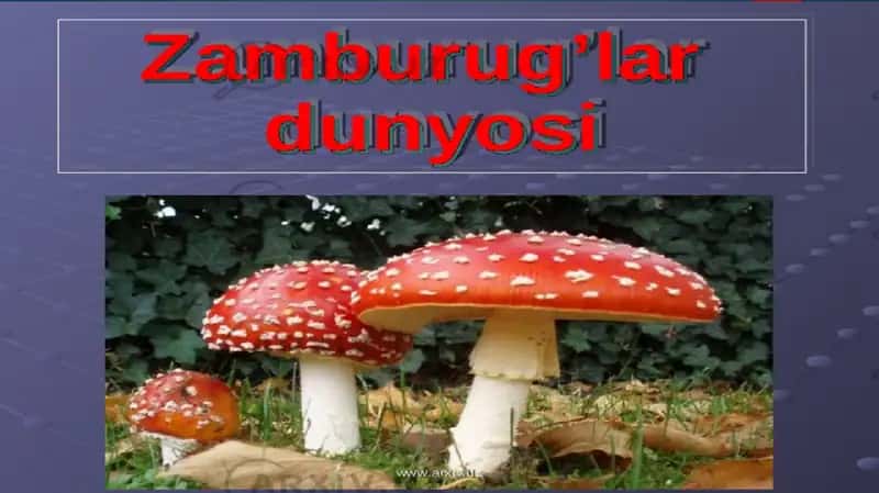 Zamburug‘larning tuzilishi