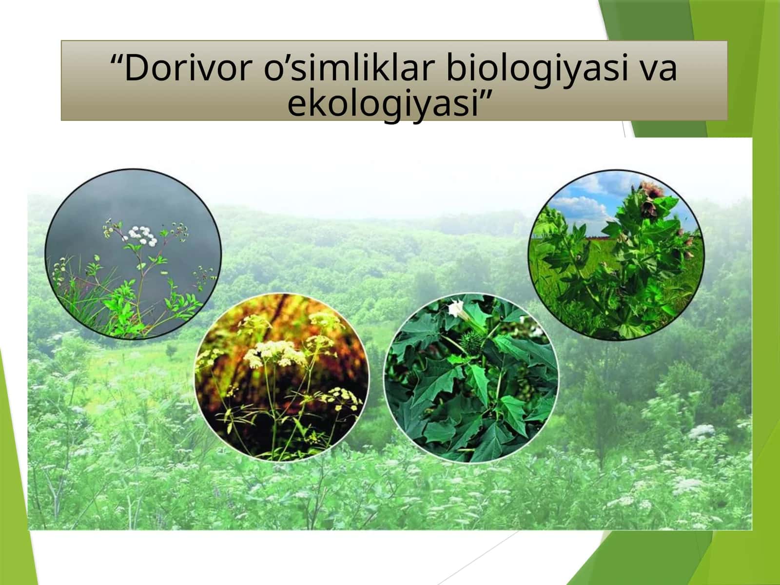 To'qay dorivoro’simliklar biologiyasi va ekologiyasi
