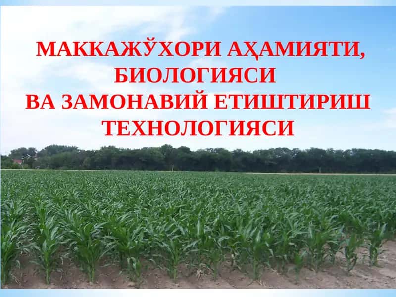 Маккажўхори аҳамияти, биологияси ва замонавий етиштириш технологияси