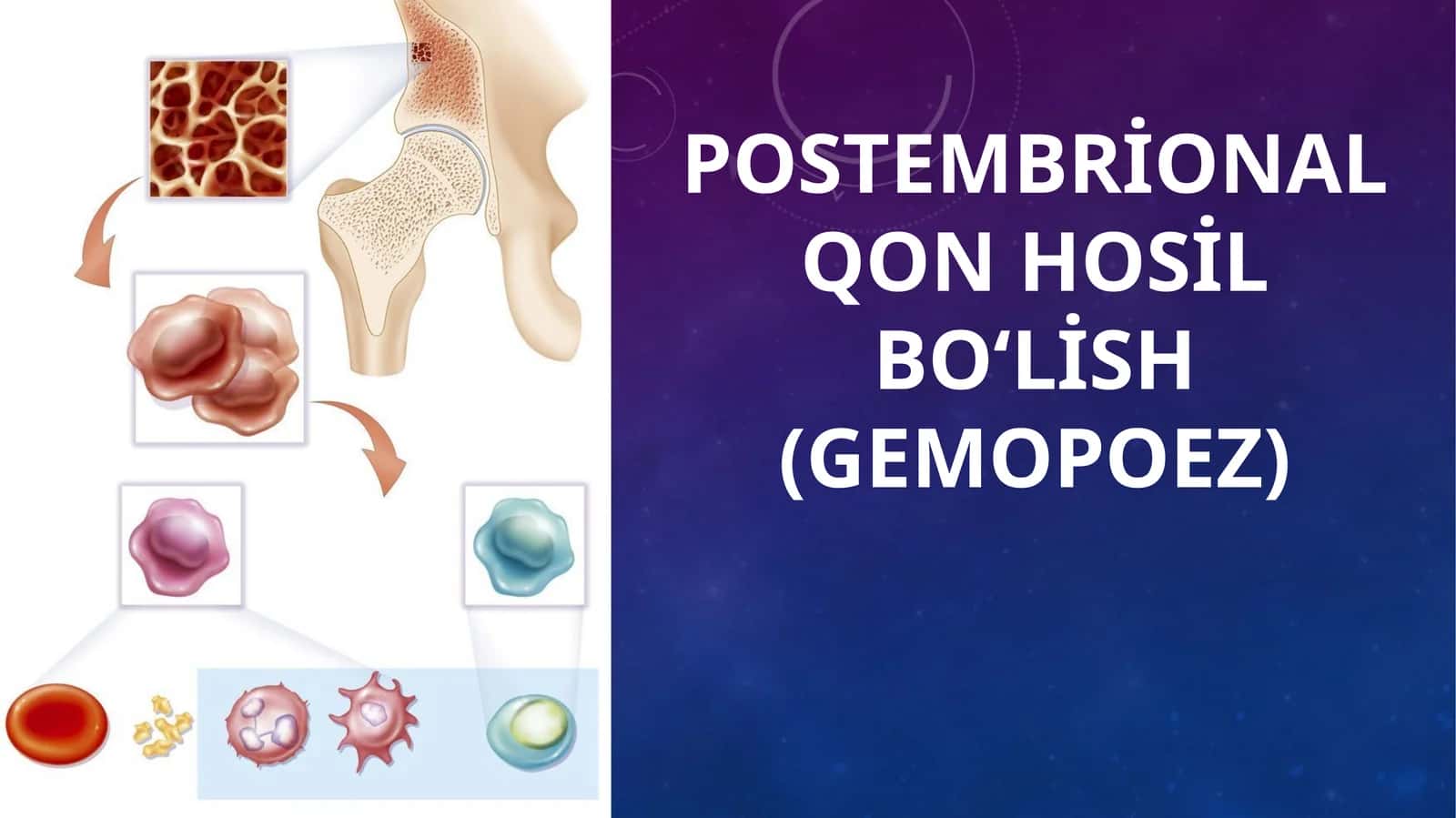 Postembrional qon hosil bo‘lish (Gemopoez)