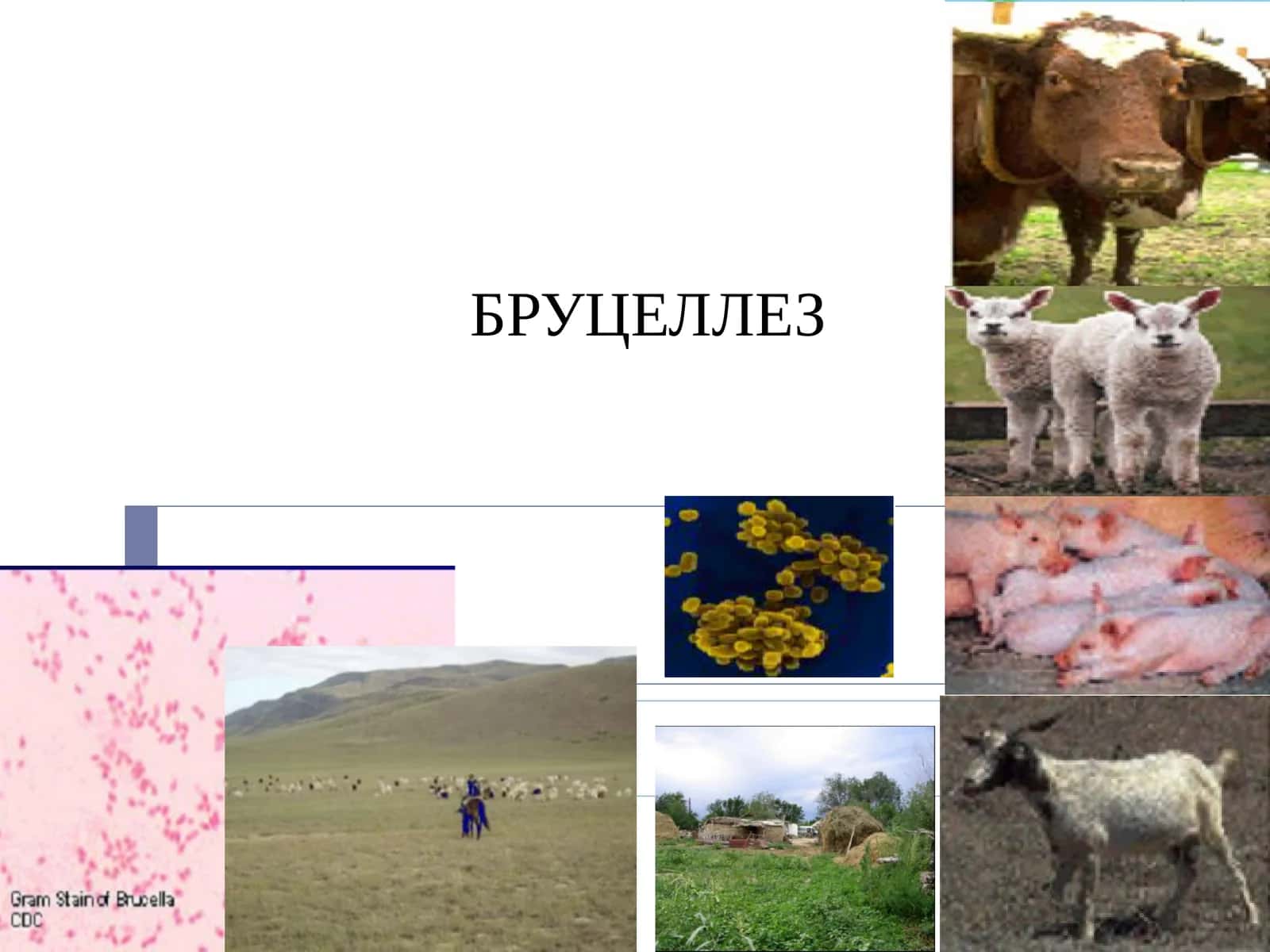 Бруцеллез