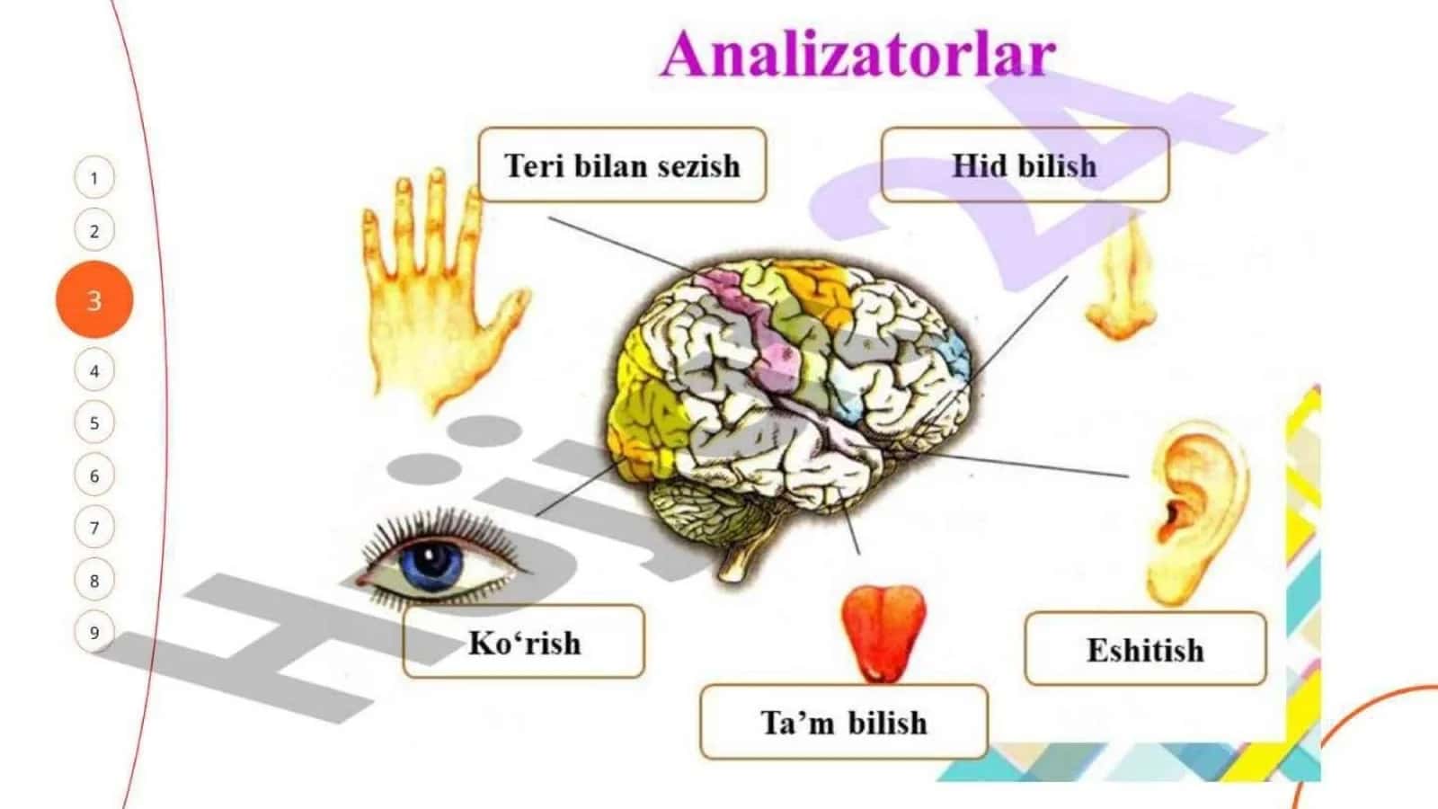 Analizatorlar