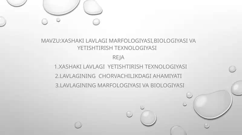 Xashaki lavlagi marfologiyasi, biologiyasi va yetishtirish texnologiyasi