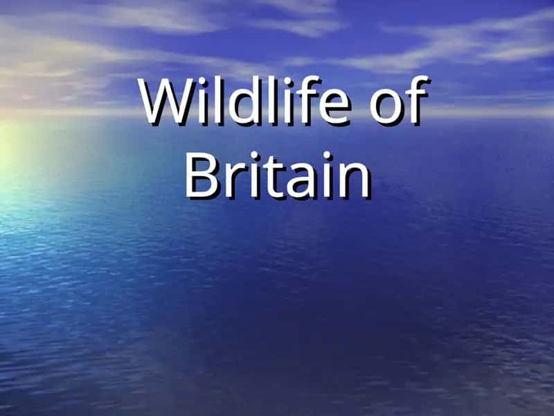 Wildlife of Britain
