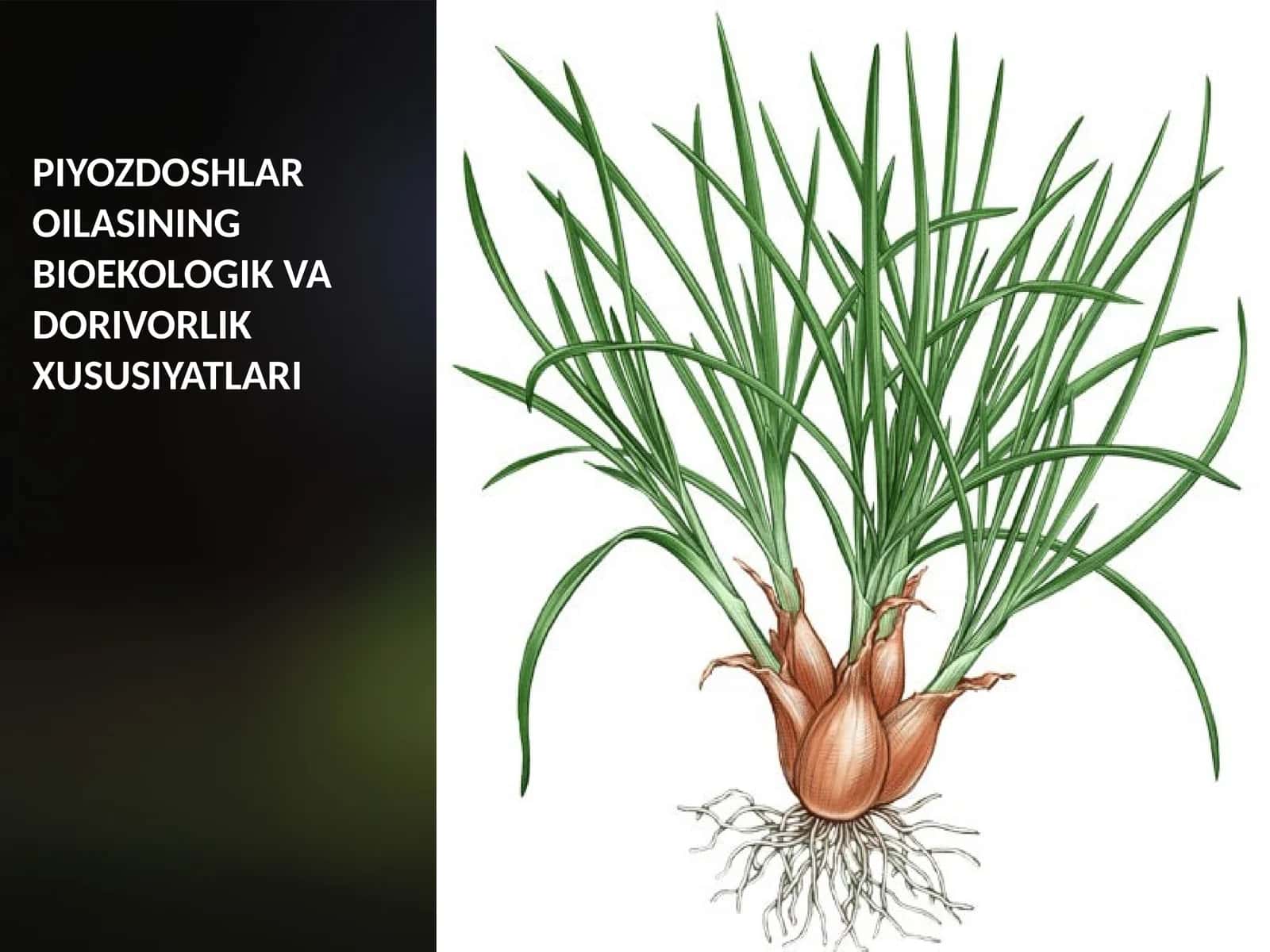 PIYOZDOSHLAR OILASINING BIOEKOLOGIK VA DORIVORLIK XUSUSIYATLARI