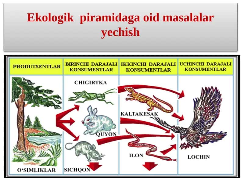 Ekologik piramidaga oid masalalar yechish