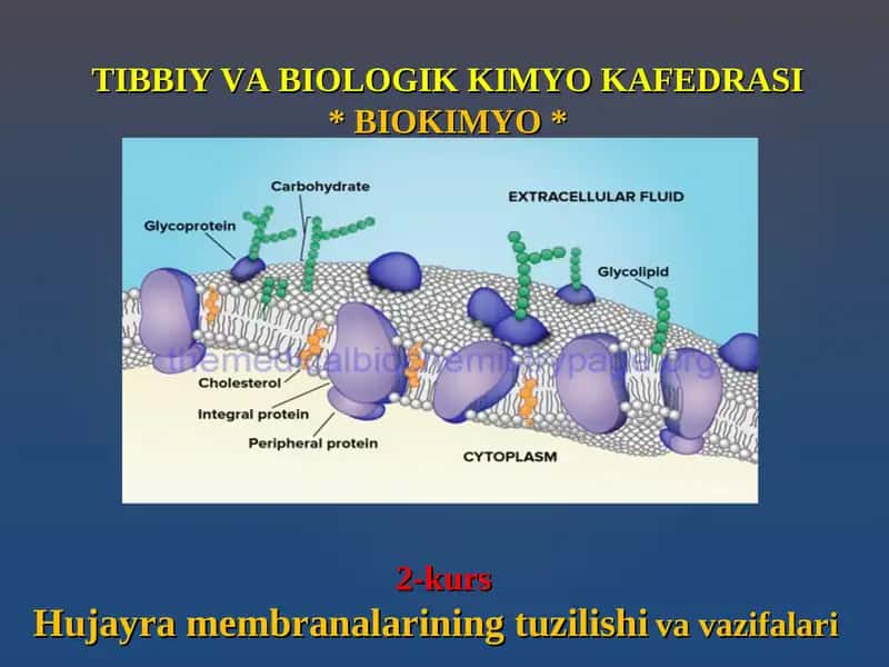 Hujayra Membranalarining Tuzilishi va Vazifalari