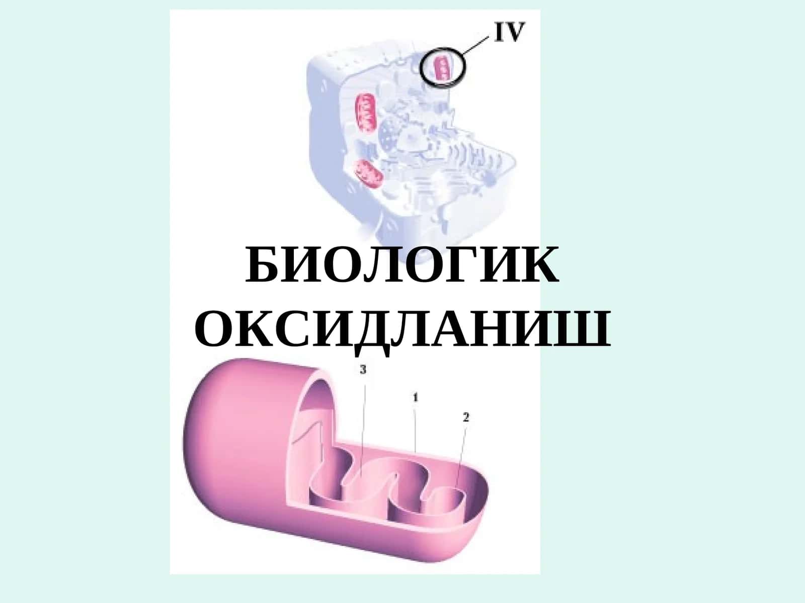 БИОЛОГИК ОКСИДЛАНИШ