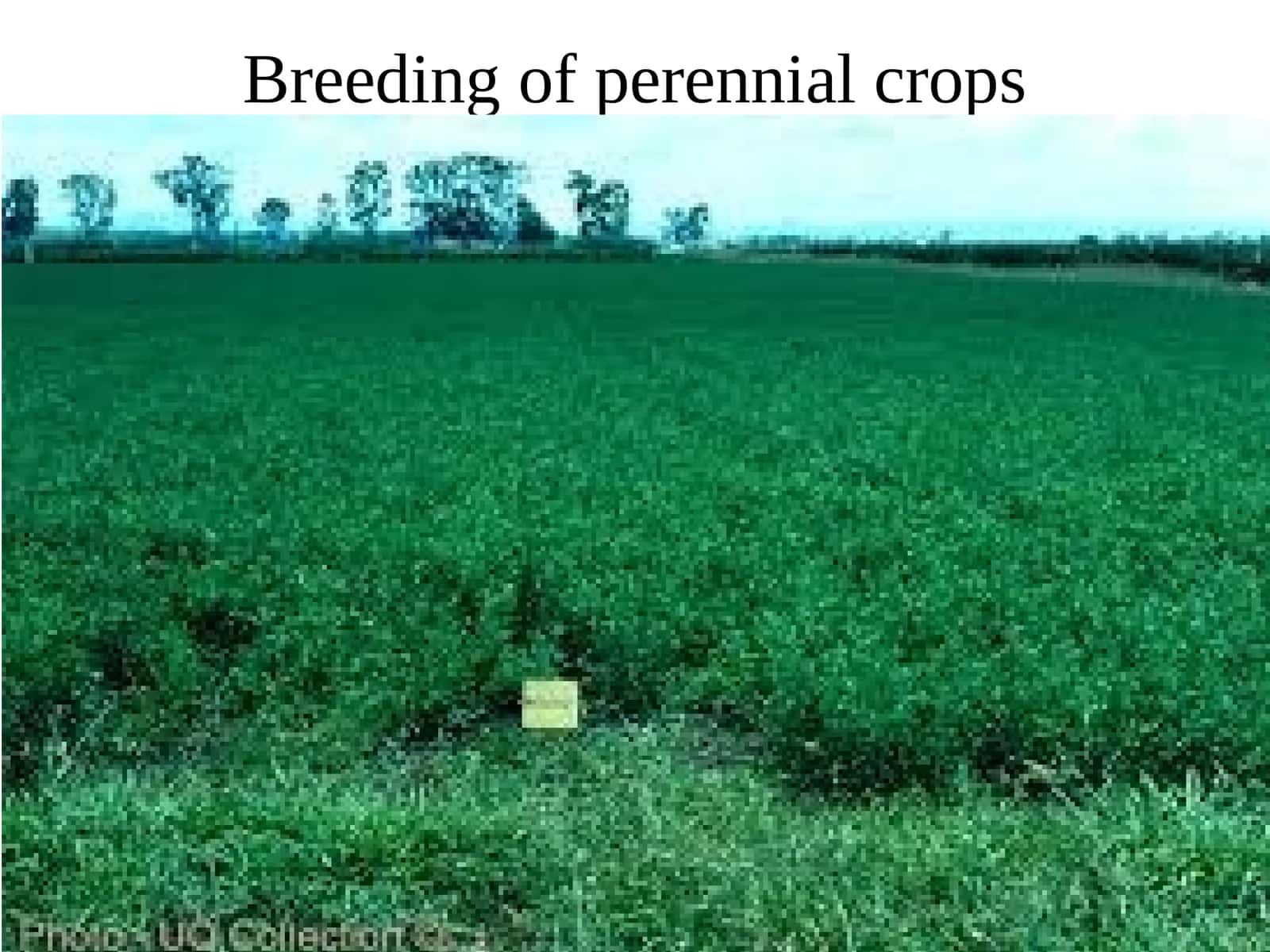 Breeding of perennial crops