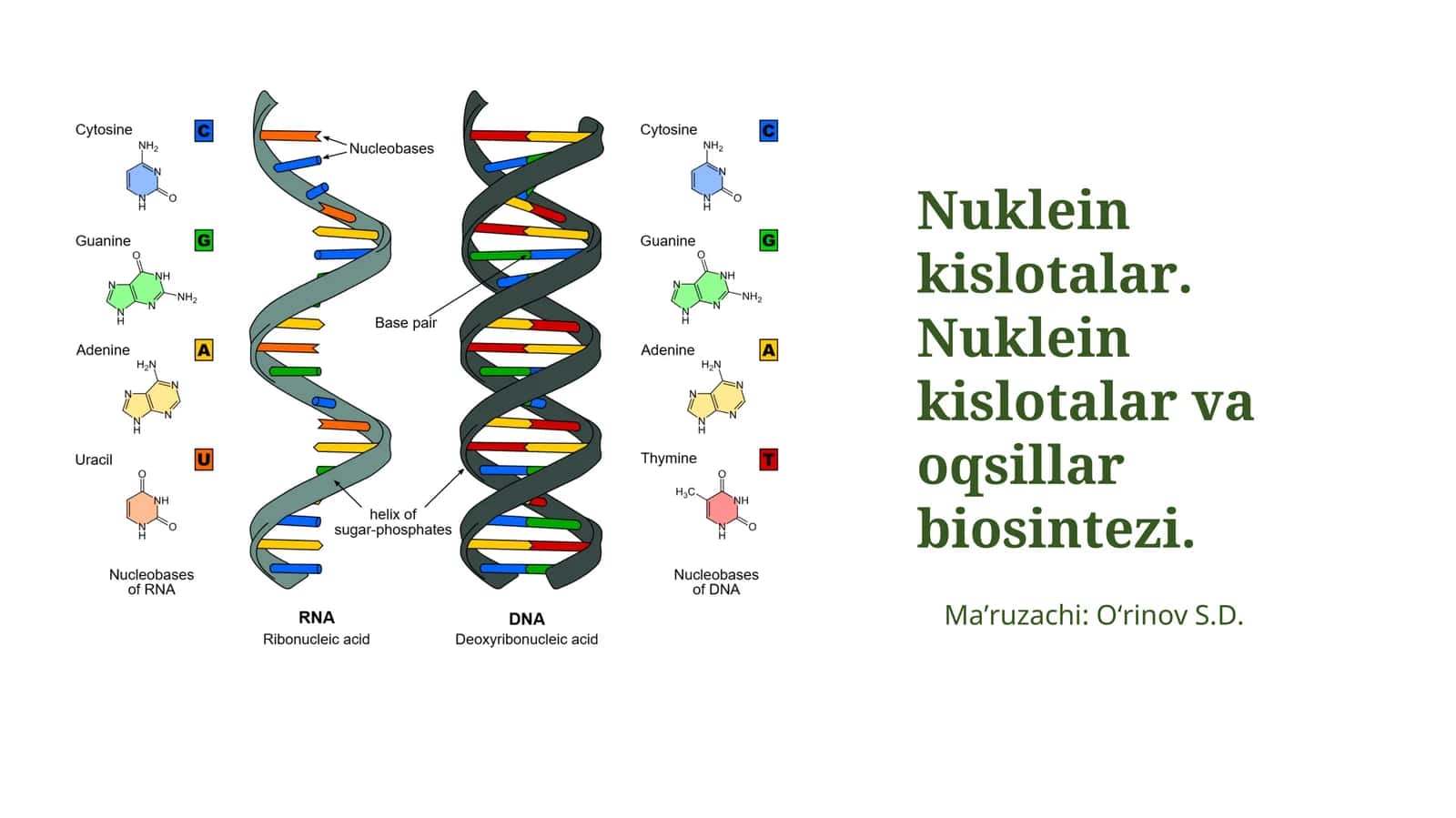 Nuklein kislotalar. Nuklein kislotalar va oqsillar biosintezi
