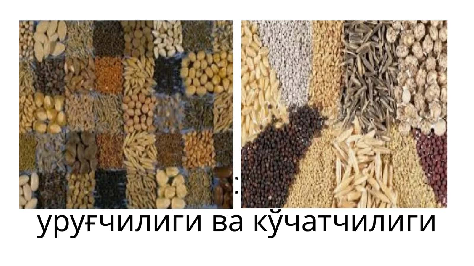 Доривор ўсимликлар уруғчилиги ва кўчатчилиги