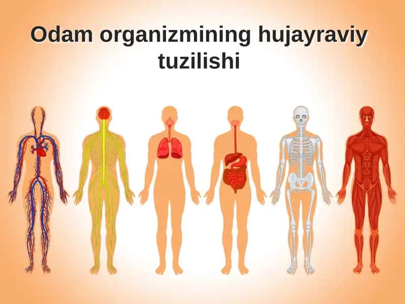 Odam organizmining hujayraviy tuzilishi