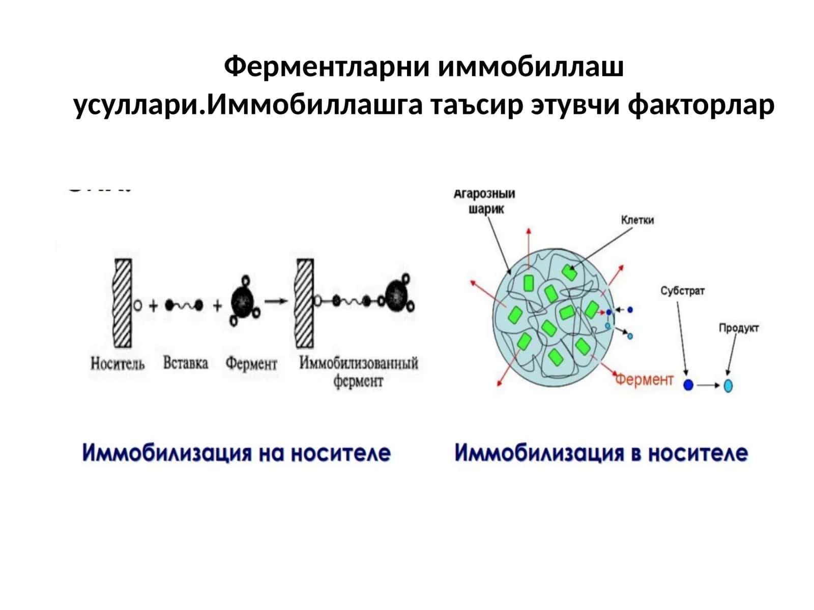 Ферментларнииммобиллашусуллари.Иммобиллашгатаъсирэтувчифакторлар
