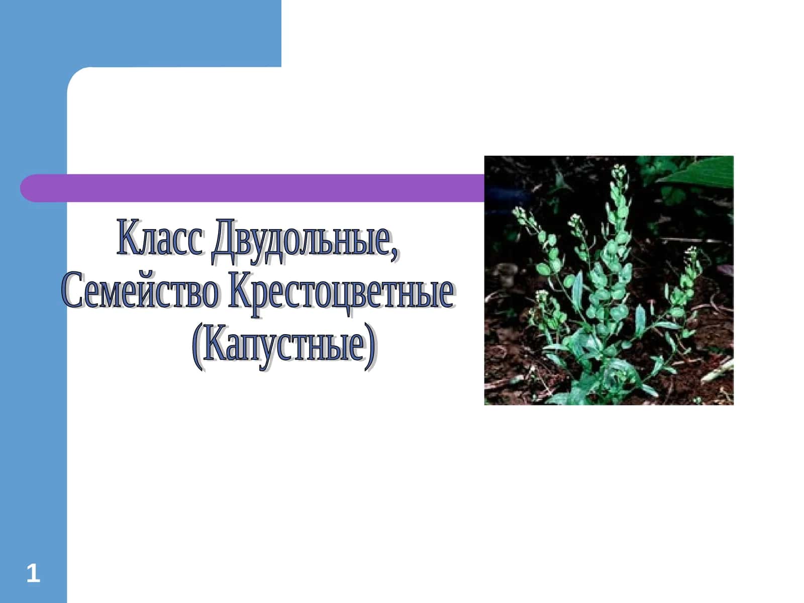 Крестоцветные