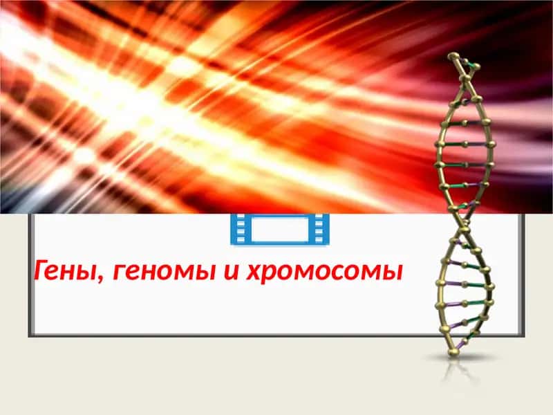 Гены, геномы и хромосомы