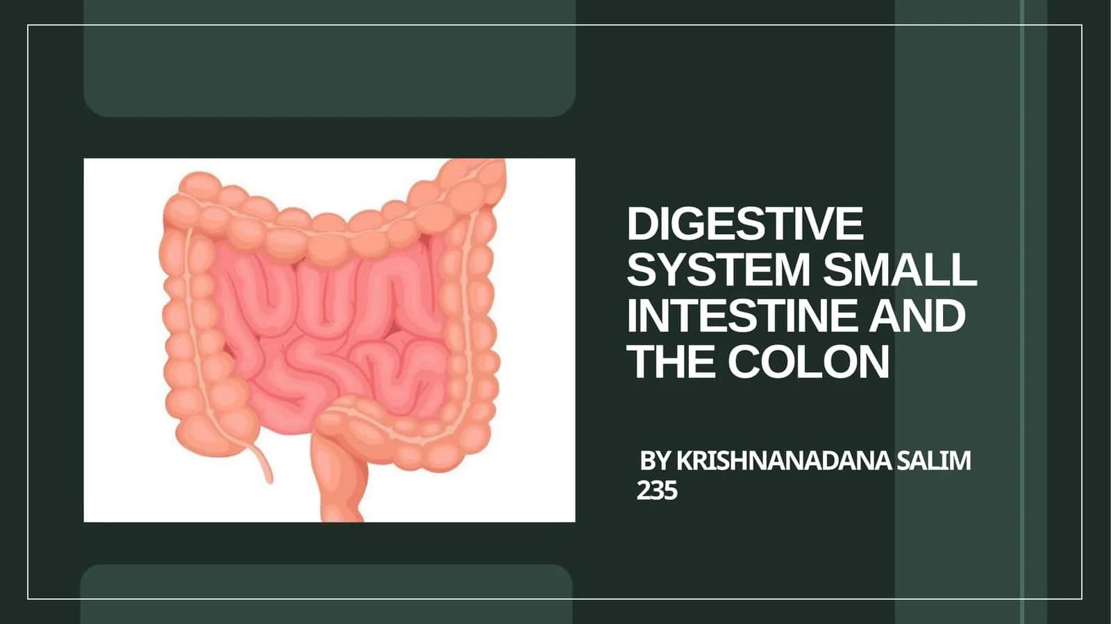 Introduction to the Digestive System