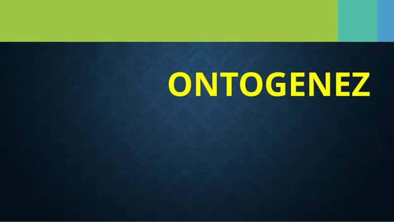 Ontogenez
