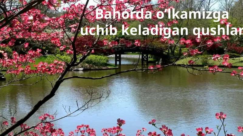 Bahorda o’lka mizga uchib keladigan qushlar