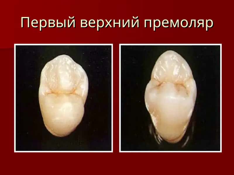 Первый верхний премоляр