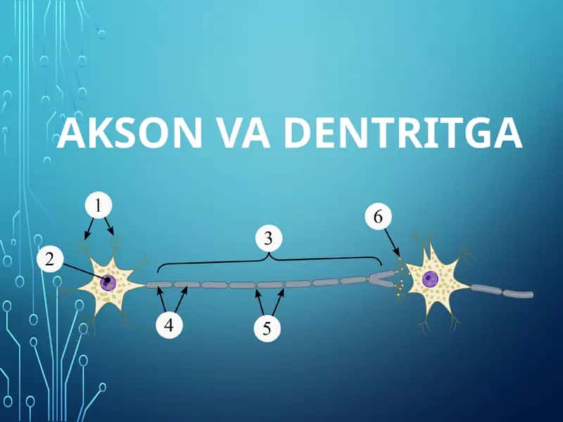 AKSON VA DENTRITGA