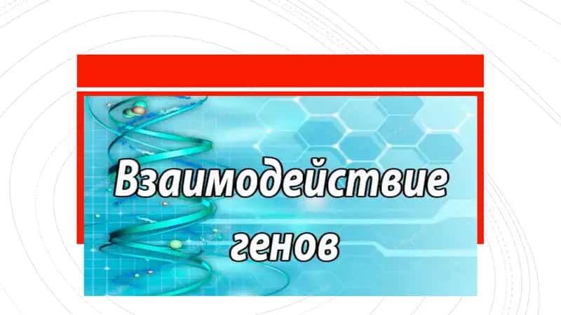 Виды взаимодействия генов