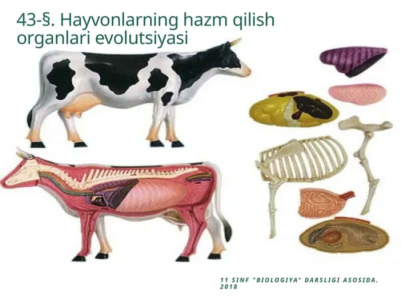 Hayvonlarning hazm qilish organlari evolutsiyasi