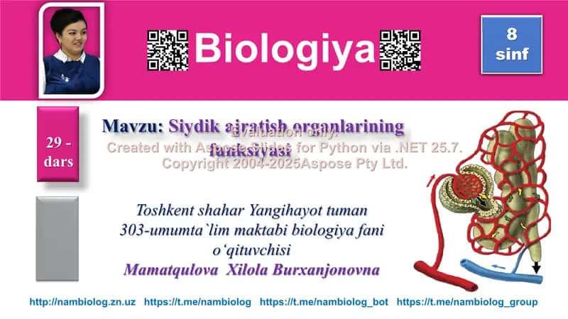 Siydik ajratish organlarining funksiyasi