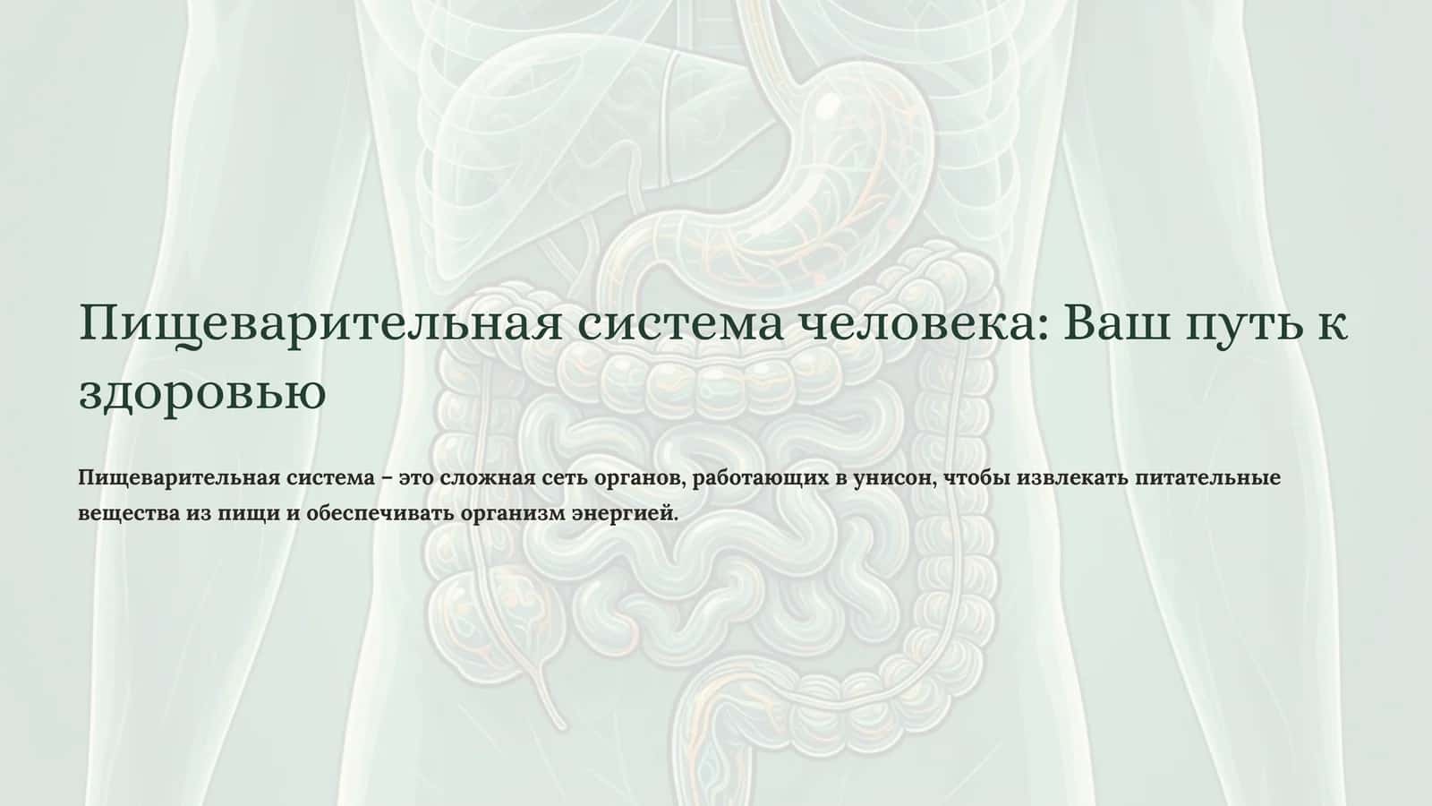 Пищеварительная система человека: Ваш путь к здоровью