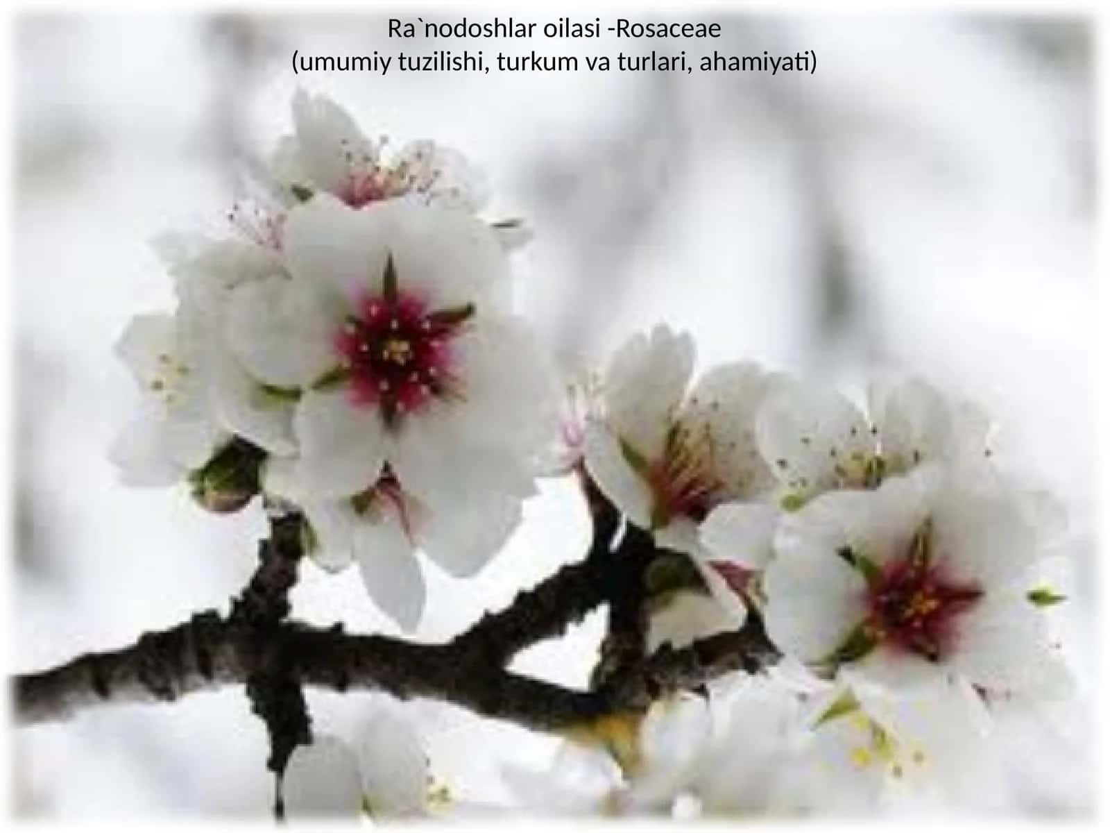 Ra`nodoshlar oilasi - Rosaceae