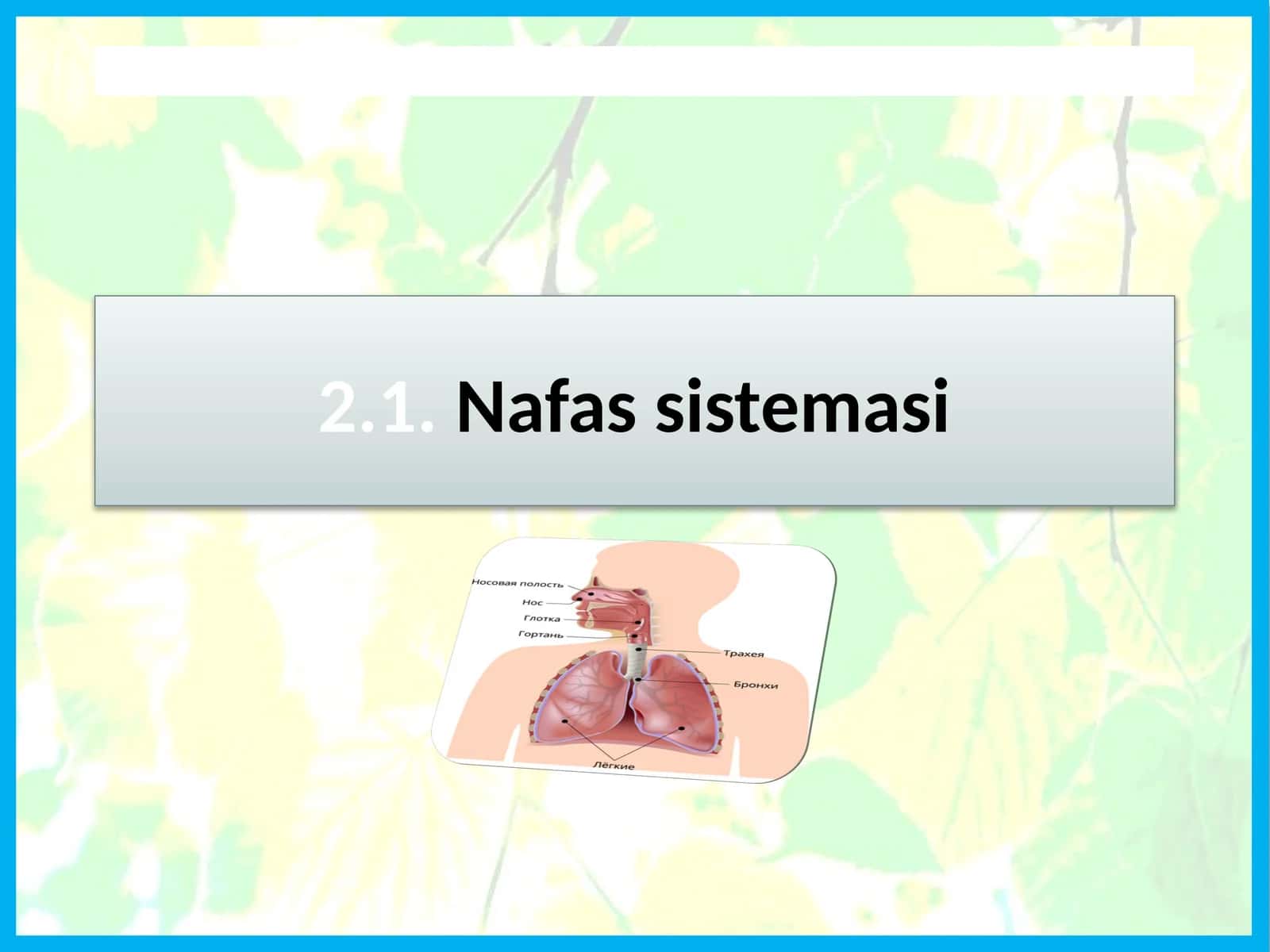 Nafassistemasi