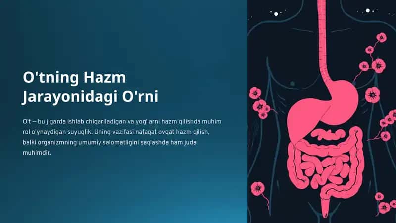 O'tning-Hazm-Jarayonidagi-Orni (2)