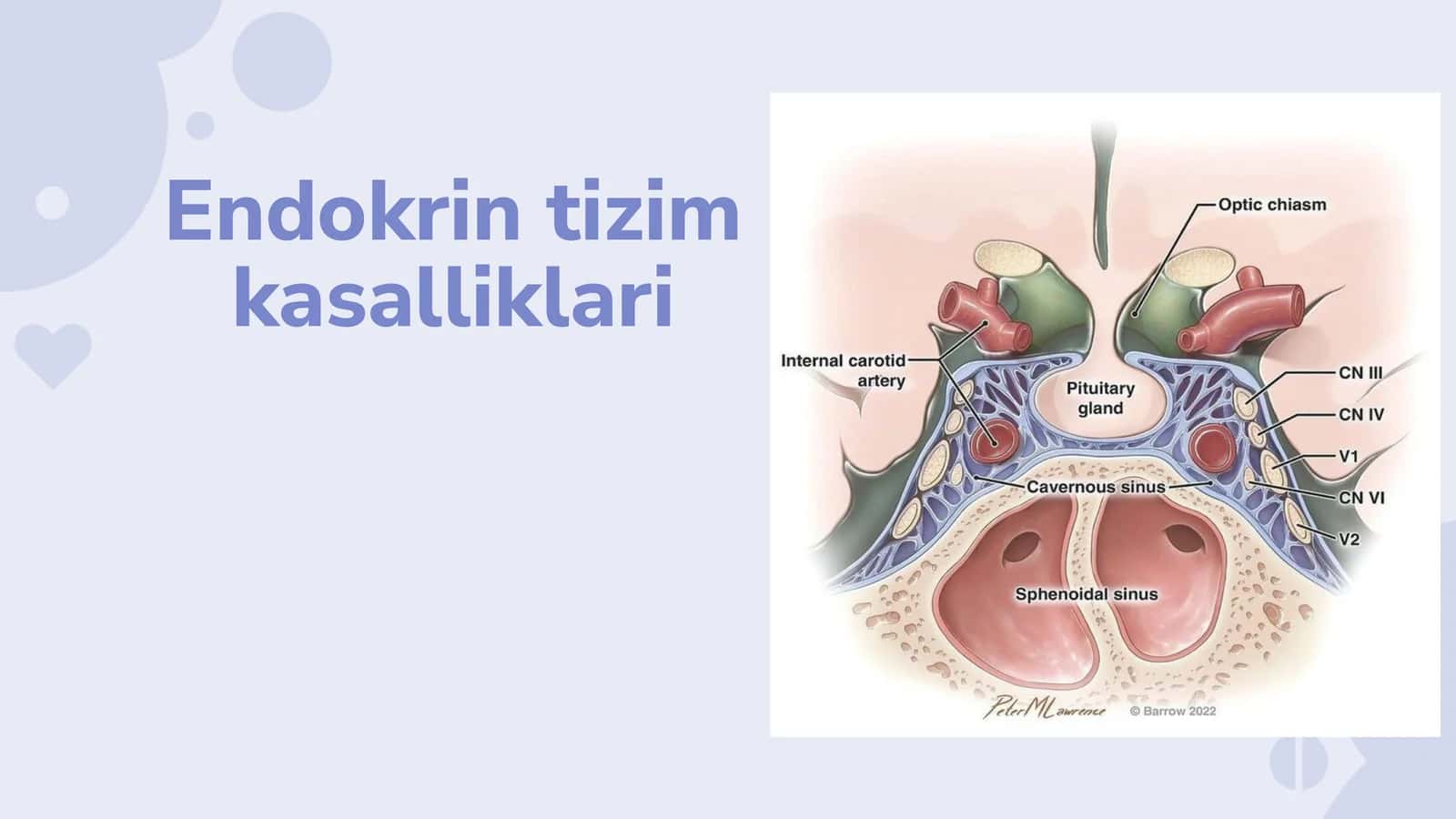 Endokrin sistemasi kasalliklari