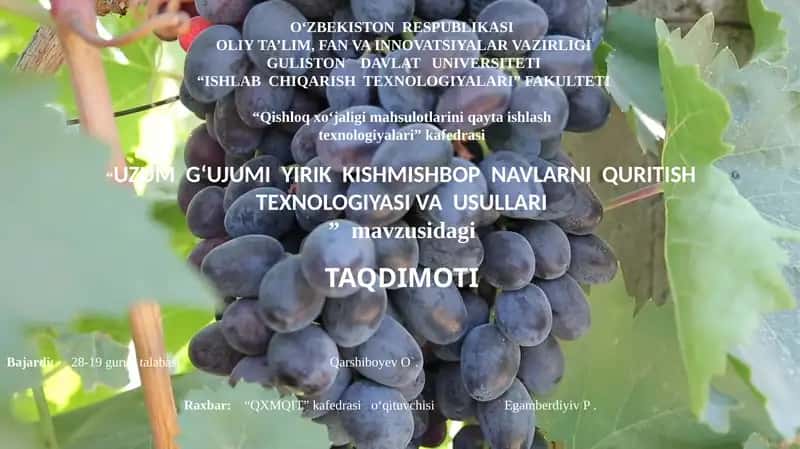 UZUM G‘UJUMI YIRIK KISHMISHBOP NAVLARNI QURITISH TEXNOLOGIYASI VA USULLARI