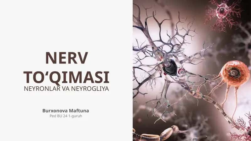 NERV TO‘QIMASI
