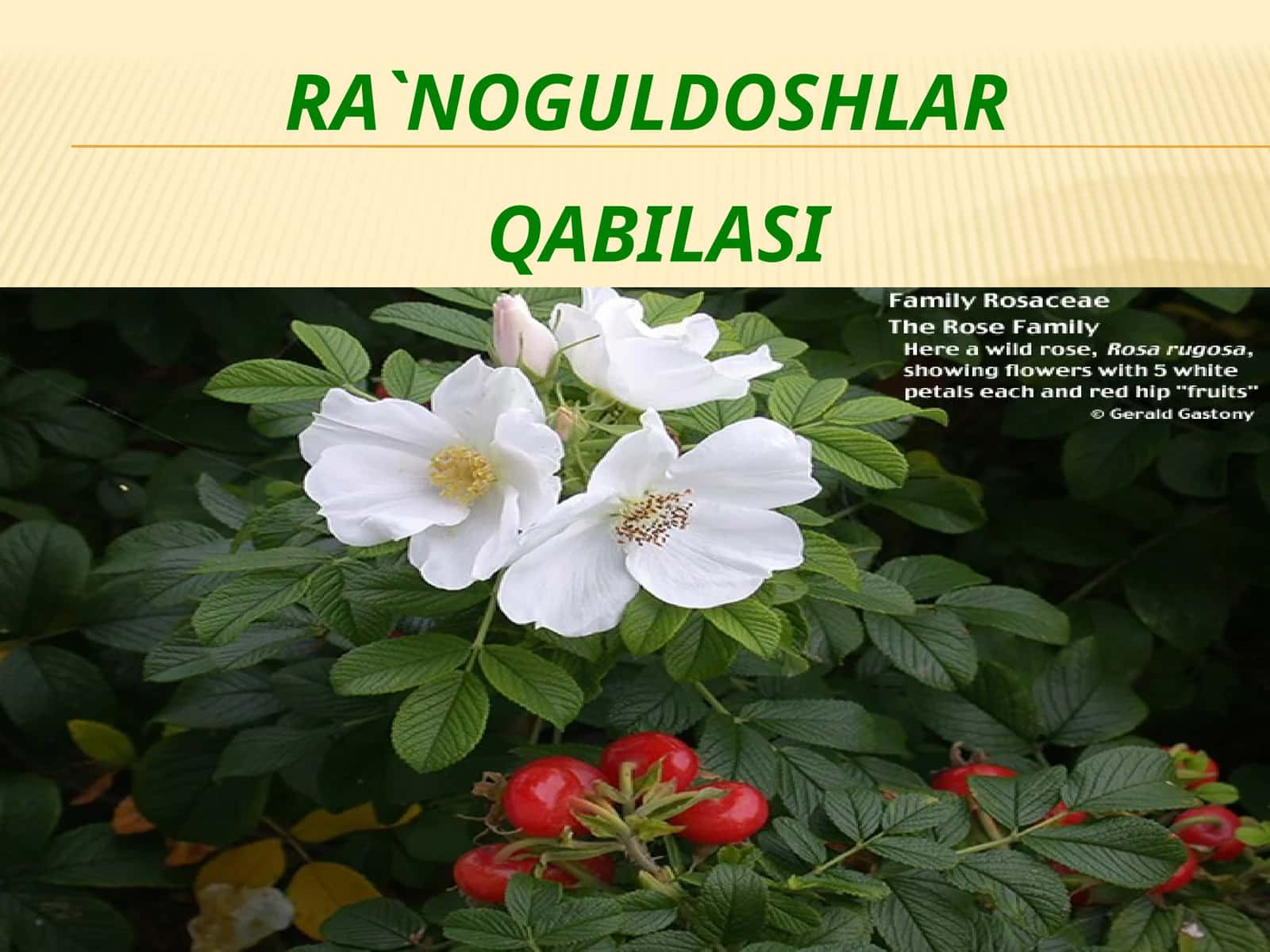 RA'NOGULDOSHLAR QABILASI