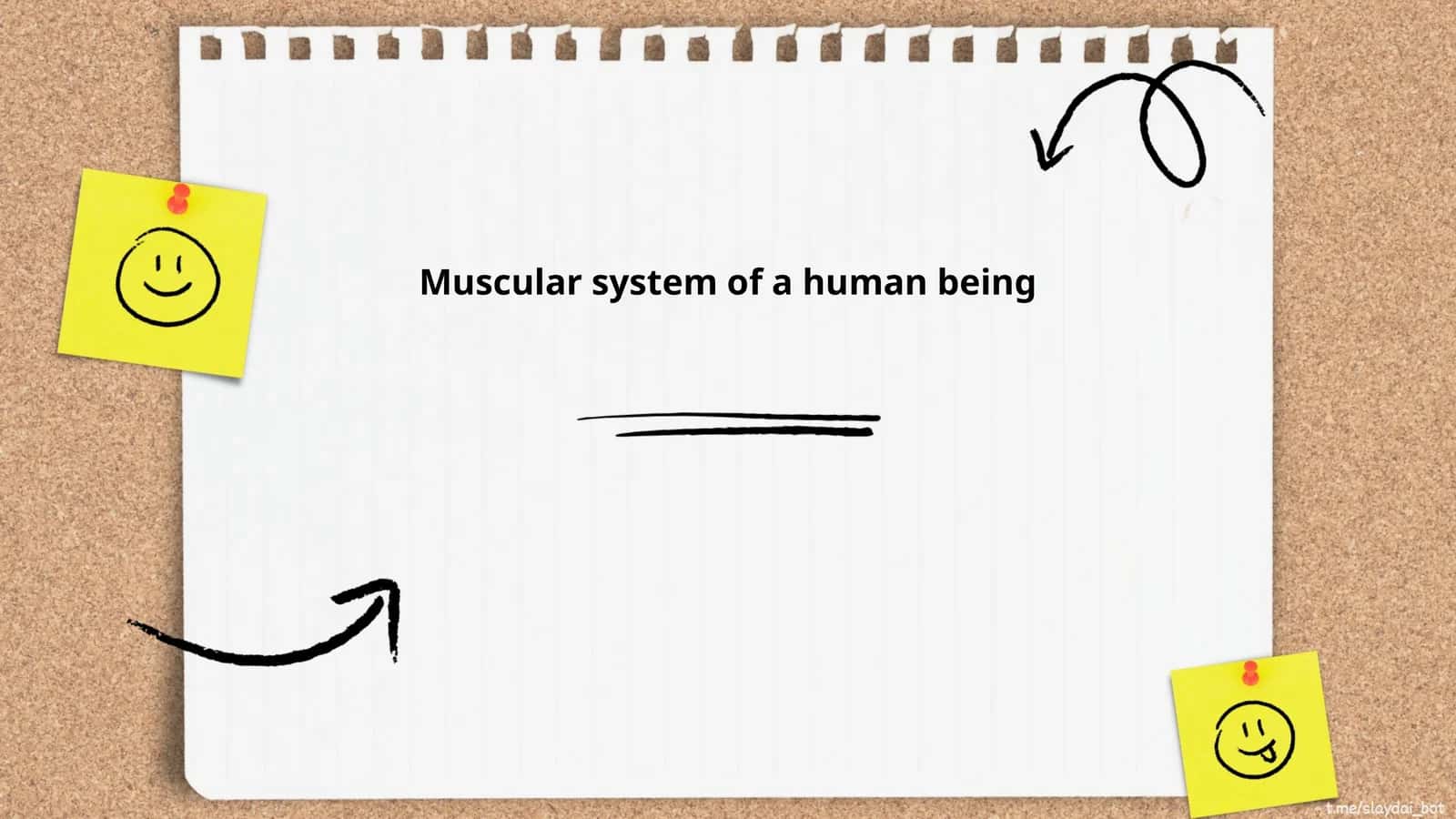 Muscular system of a human being