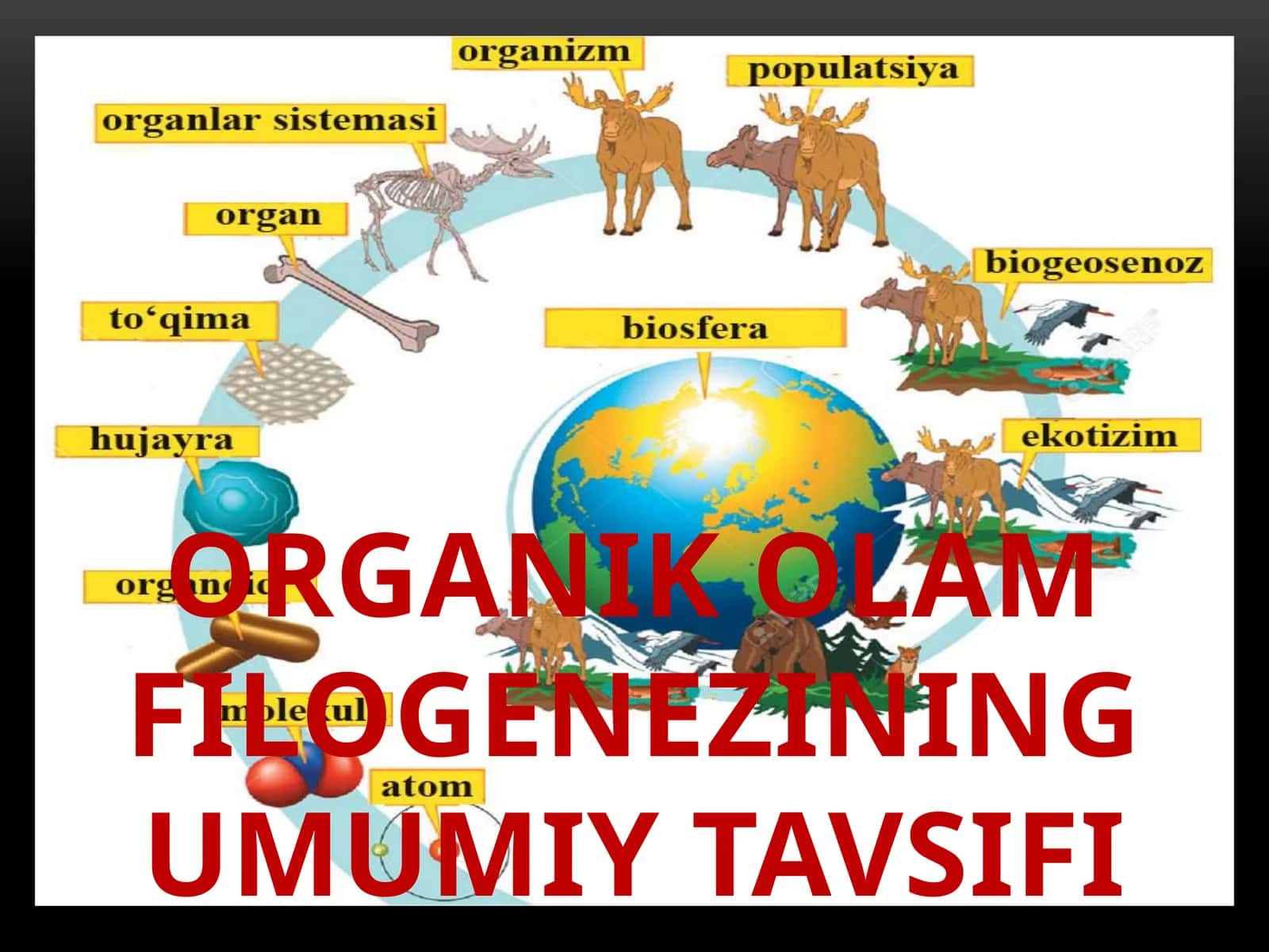 Organik olam filogenezining umumiy tavsifi