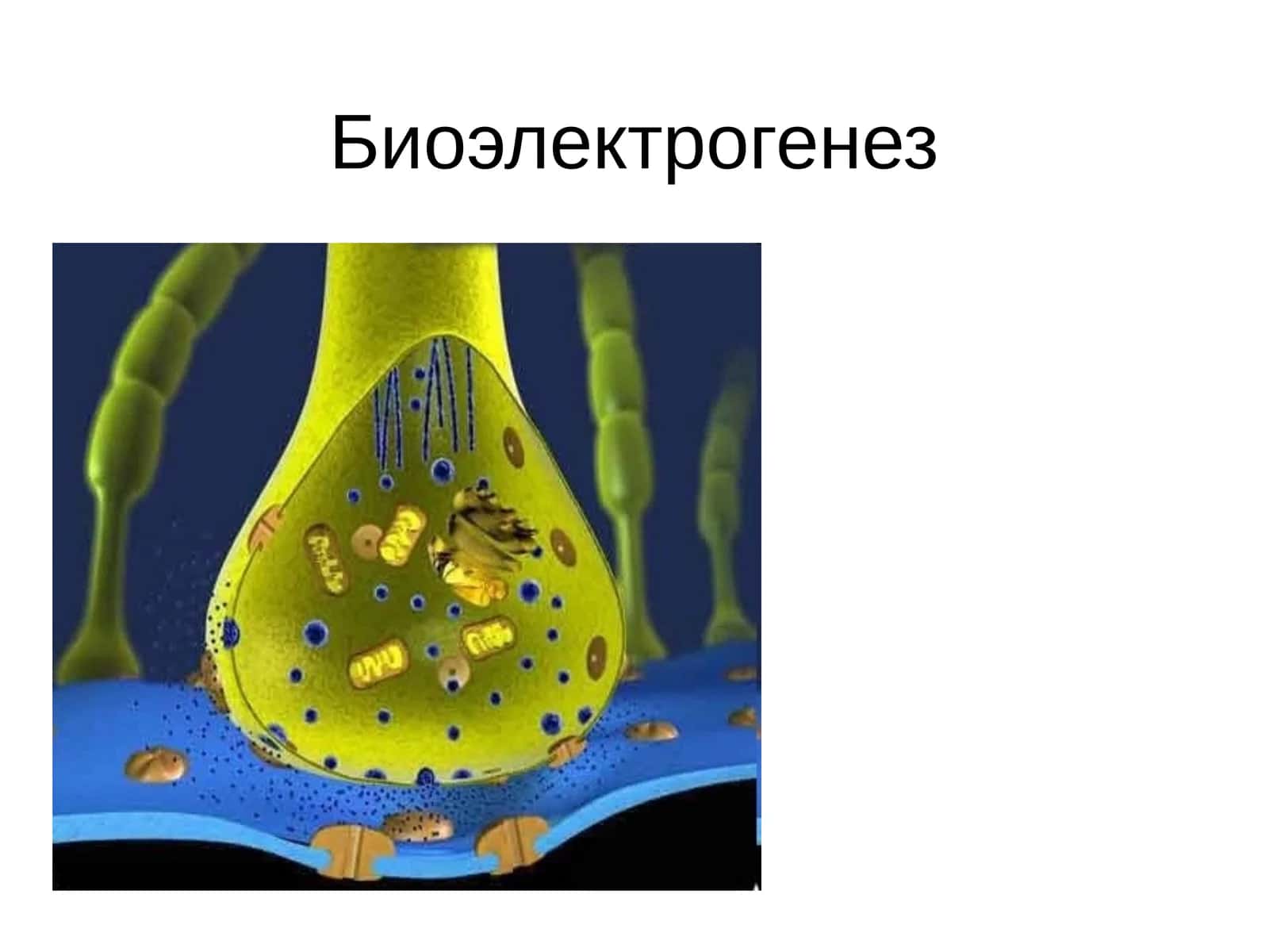 Биоэлектрогенез
