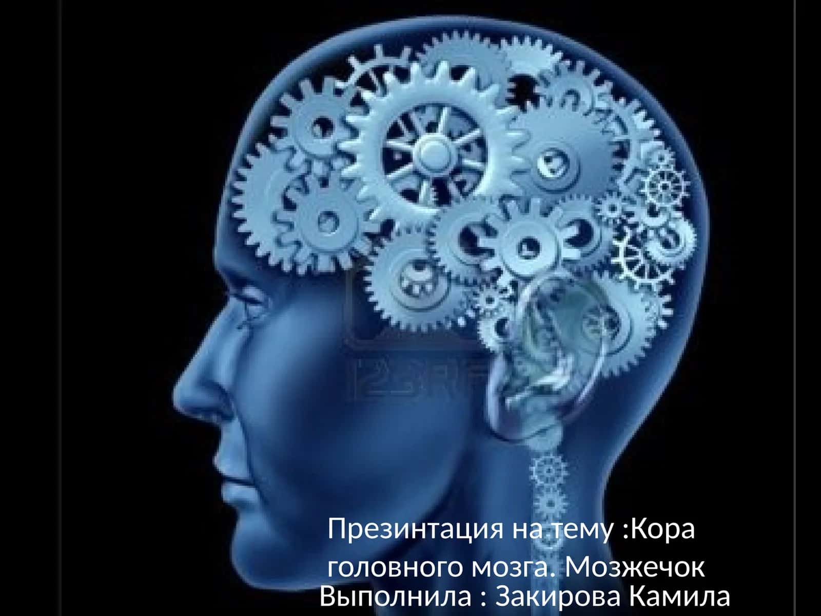 Кора головного мозга.Мозжечок