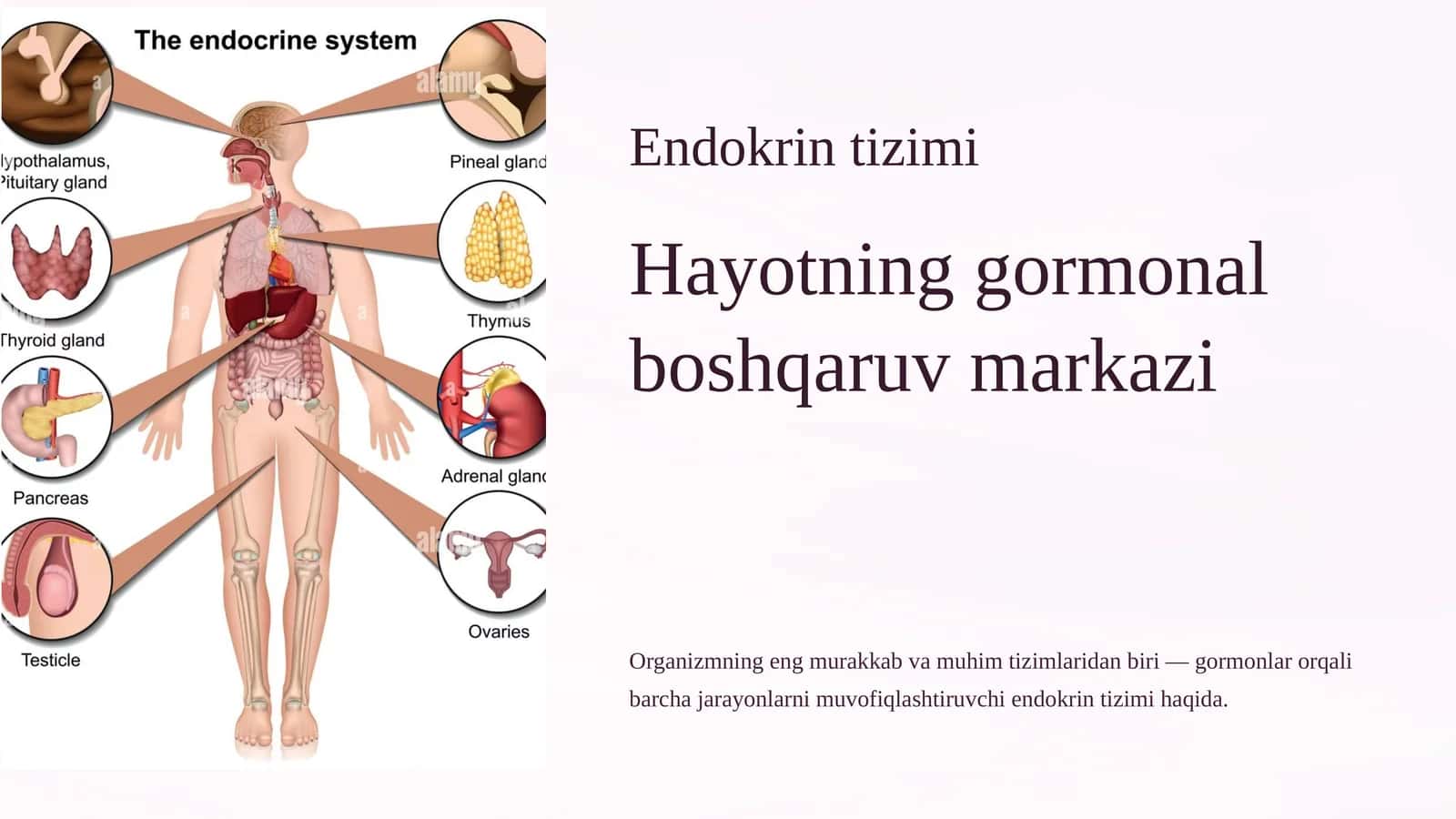 Endokrin tizimi