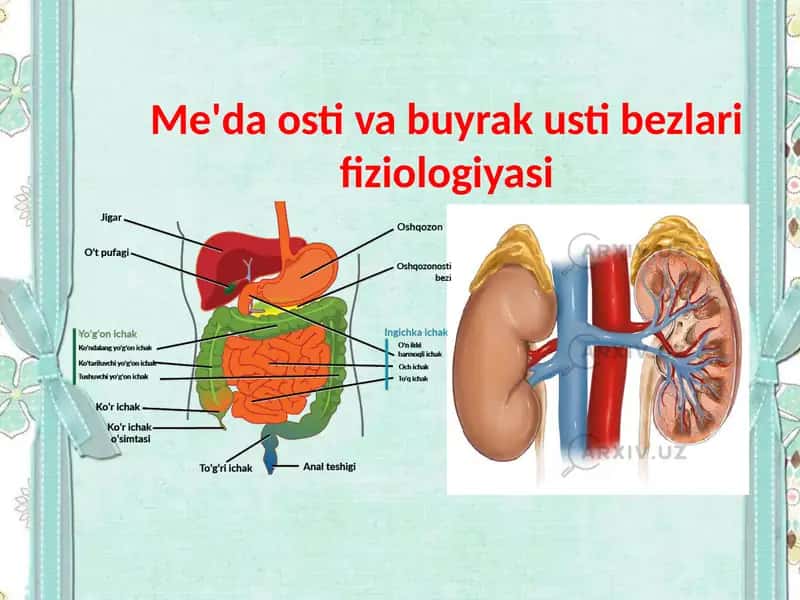 Me'da osti va buyrak usti bezlari fiziologiyasi