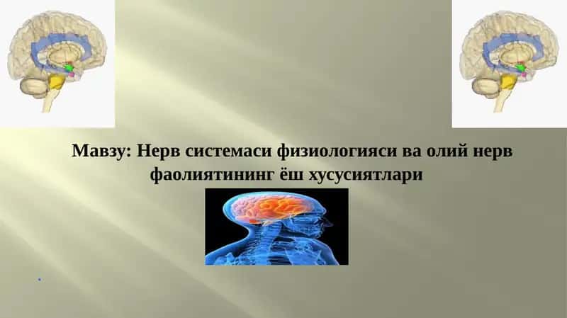 Нерв системаси физиологияси ва олий нерв фаолиятининг ёш хусусиятлари