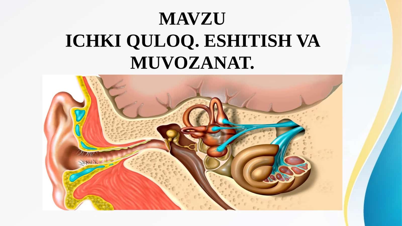 ICHKI QULOQ. ESHITISH VA MUVOZANAT