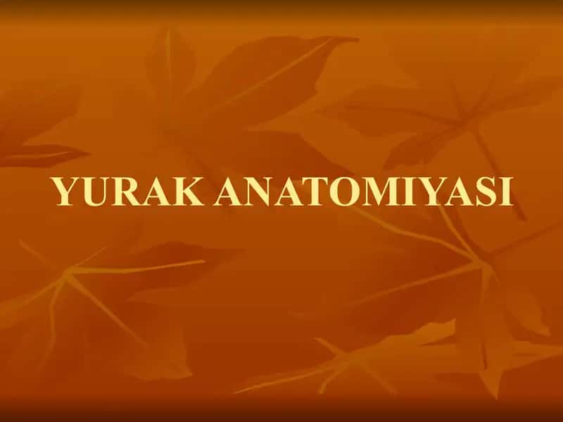 YURAK ANATOMIYASI