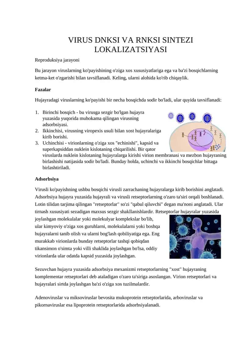 VIRUS DNKSI VA RNKSI SINTEZI LOKALIZATSIYASI
Reproduksiya jarayoni