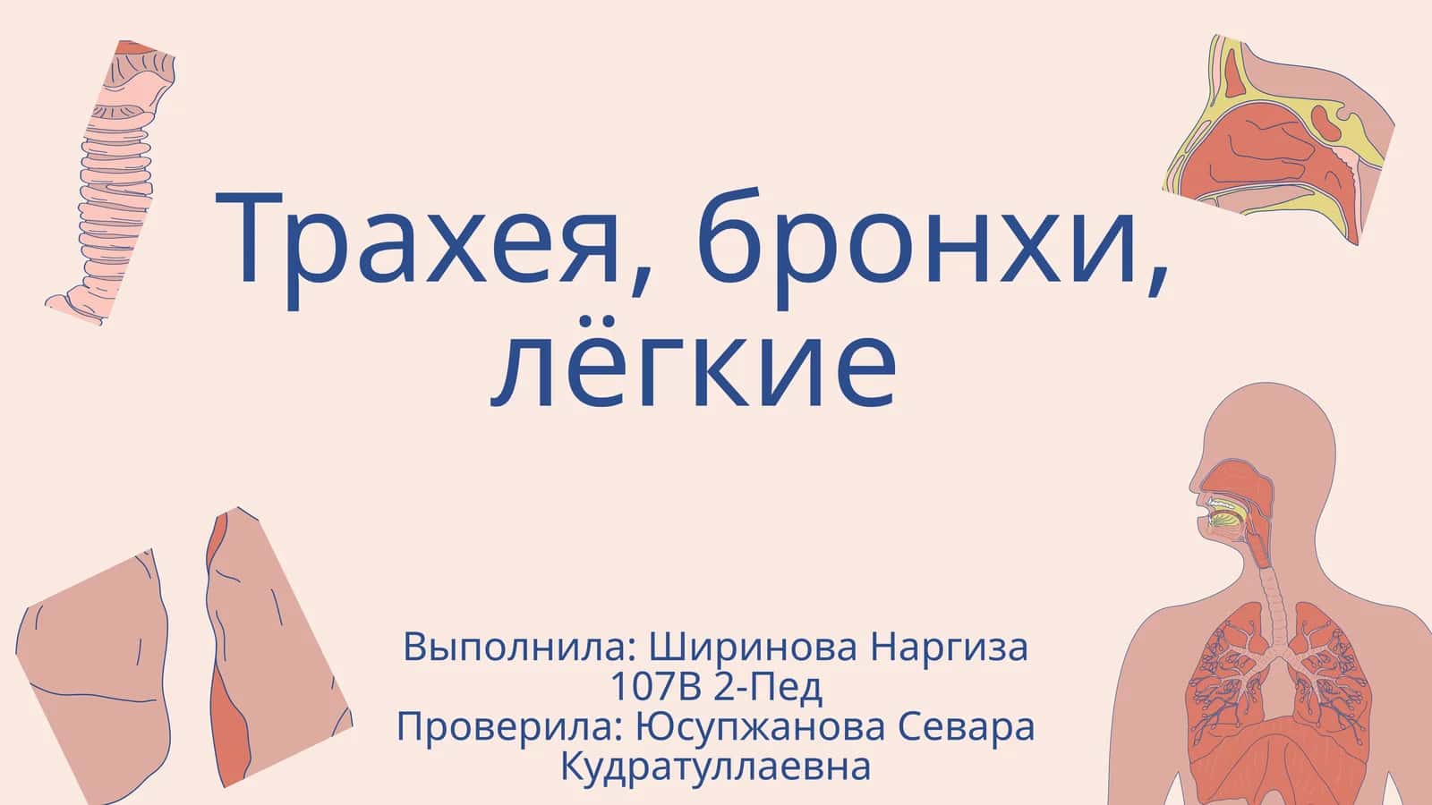 Трахея, бронхи, лёгкие
