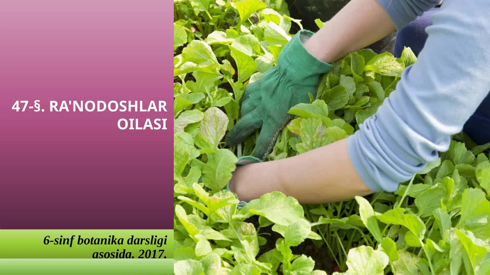 6-sinf Botanika Qirqbo'g'imlar bo'limi