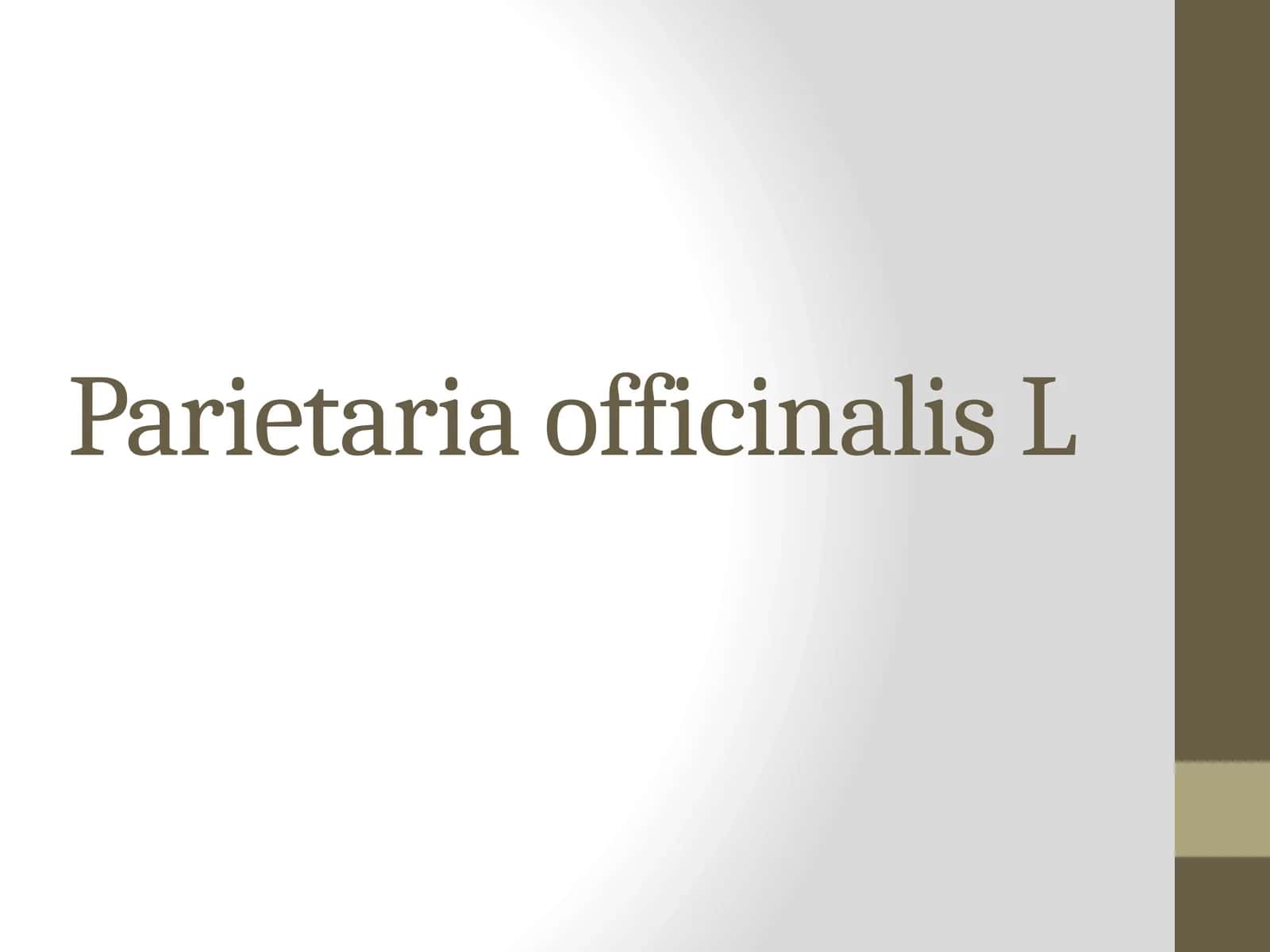 Parietaria officinalis L