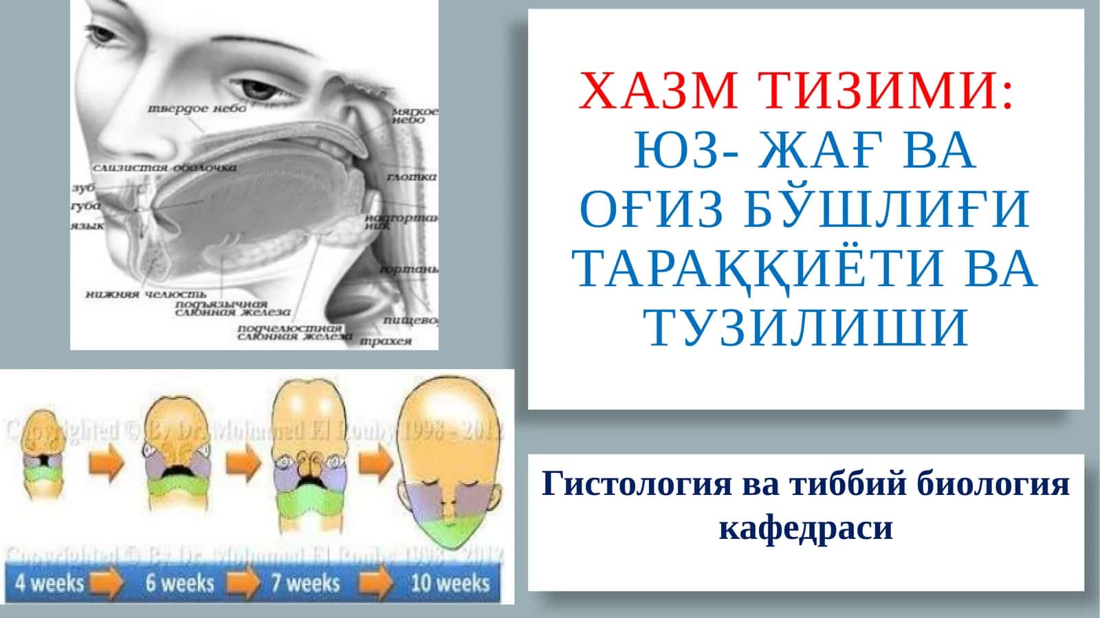 Хазмтизими:Юз-жағ ва оғиз бўшлиғи тараққиёти ва тузилиши